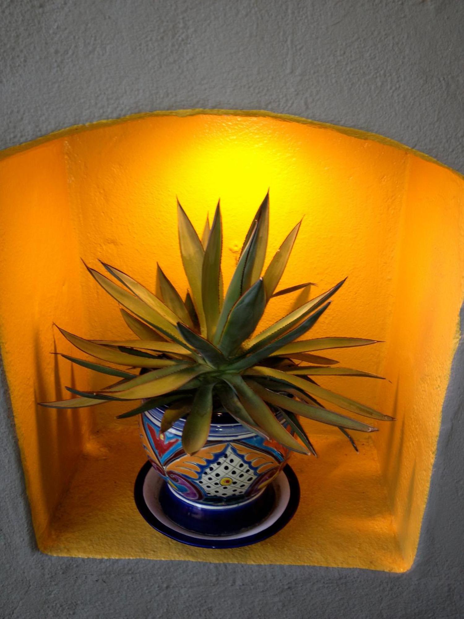 Agave Santa Barbara