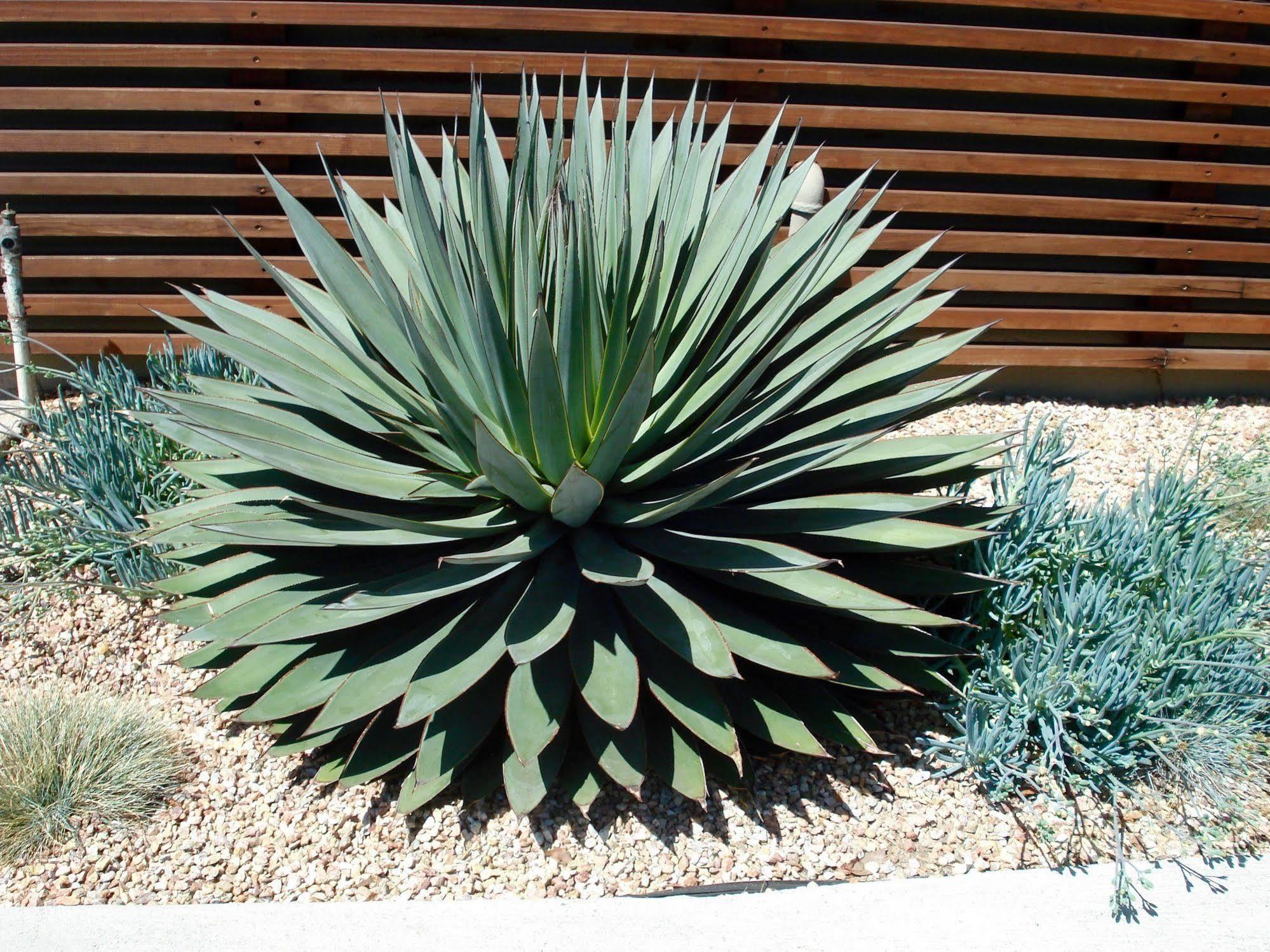 Motel Agave Santa Barbara